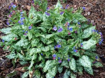 Lungwort plants deer dislike this type of plant