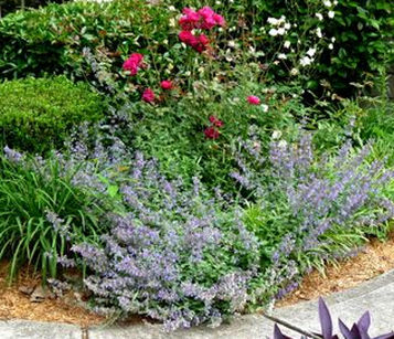 Catmint plants for landscaping