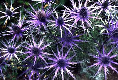 deer resistant and repellent plants for landscaping, Sea Holly