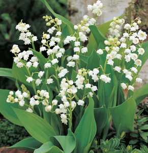 Lily-of-the-Valley deer resistant